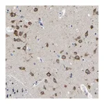 Atlas Antibodies Anti-SRPK2 Antibody