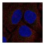 Atlas Antibodies Anti-SRR Antibody