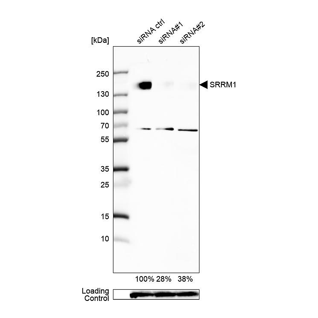 Atlas Antibodies Anti-SRRM1 Antibody