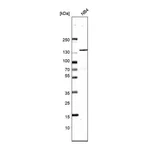 Atlas Antibodies Anti-SRRM1 Antibody
