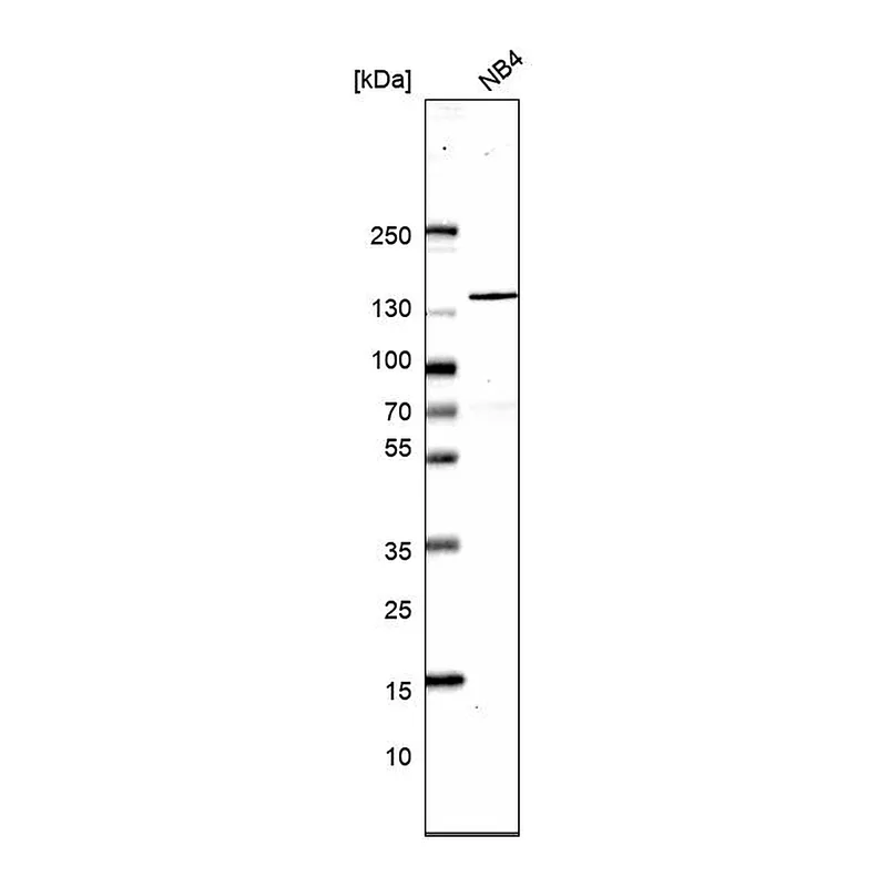 Atlas Antibodies Anti-SRRM1 Antibody