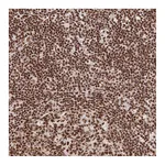 Atlas Antibodies Anti-SRSF1 Antibody