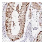 Atlas Antibodies Anti-SRSF10 Antibody
