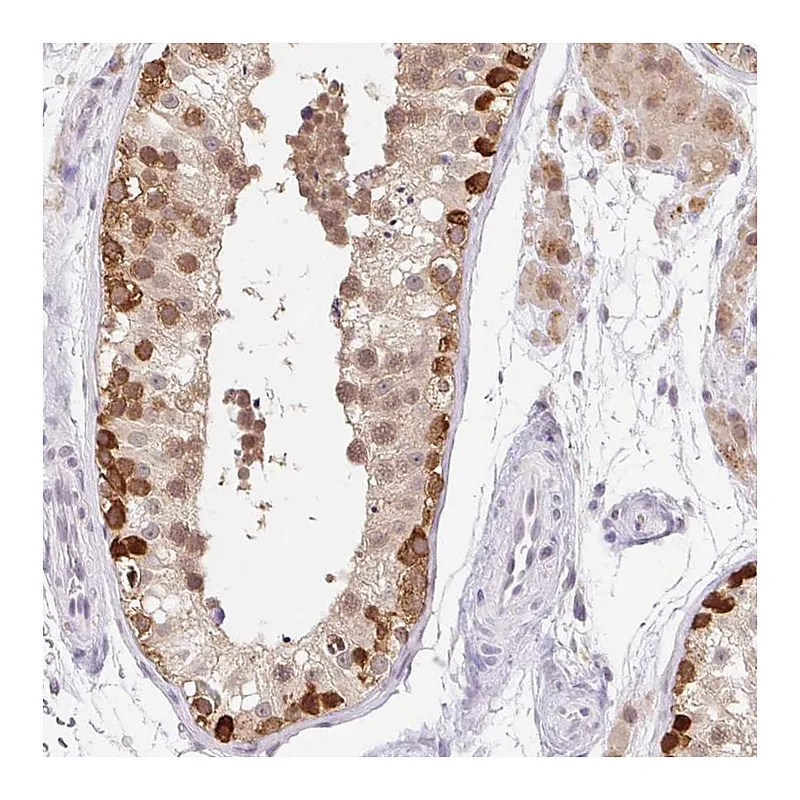 Atlas Antibodies Anti-SRSF10 Antibody