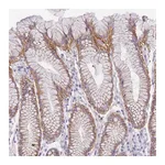 Atlas Antibodies Anti-SRSF12 Antibody