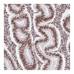 Atlas Antibodies Anti-SRSF10 Antibody