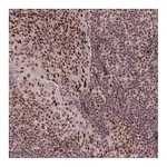Atlas Antibodies Anti-SRSF2 Antibody