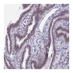 Atlas Antibodies Anti-SRSF5 Antibody