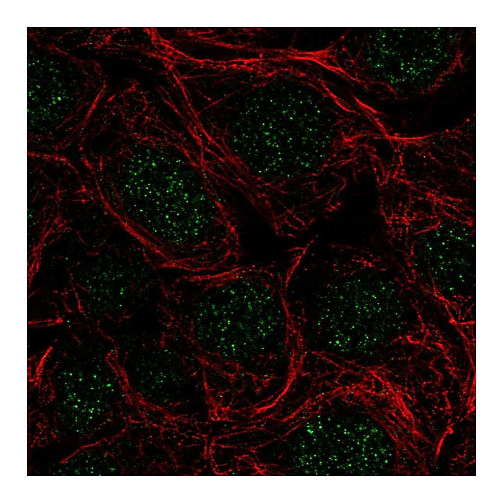 Atlas Antibodies Anti-SRSF5 Antibody