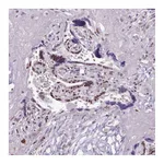 Atlas Antibodies Anti-SRSF4 Antibody