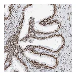 Atlas Antibodies Anti-SRSF6 Antibody