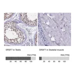 Atlas Antibodies Anti-SRSF7 Antibody