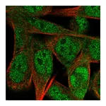Atlas Antibodies Anti-SS18L1 Antibody