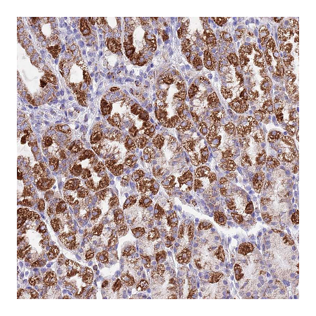 Atlas Antibodies Anti-SS18L2 Antibody