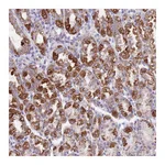 Atlas Antibodies Anti-SS18L2 Antibody