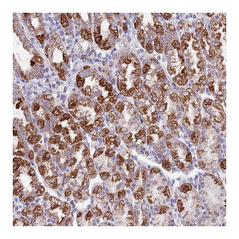 Atlas Antibodies Anti-SS18L2 Antibody