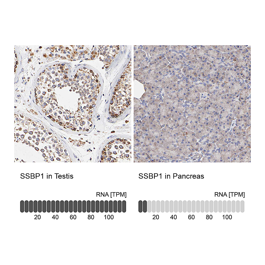 Atlas Antibodies Anti-SSBP1 Antibody