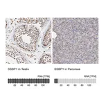 Atlas Antibodies Anti-SSBP1 Antibody