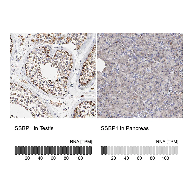 Atlas Antibodies Anti-SSBP1 Antibody