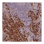 Atlas Antibodies Anti-SSC5D Antibody