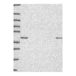 Atlas Antibodies Anti-SSBP2 Antibody
