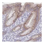 Atlas Antibodies Anti-SSC4D Antibody