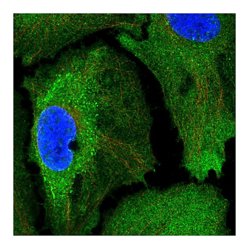 Atlas Antibodies Anti-SSFA2 Antibody