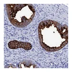 Atlas Antibodies Anti-SSFA2 Antibody