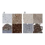 Atlas Antibodies Anti-SSR1 Antibody
