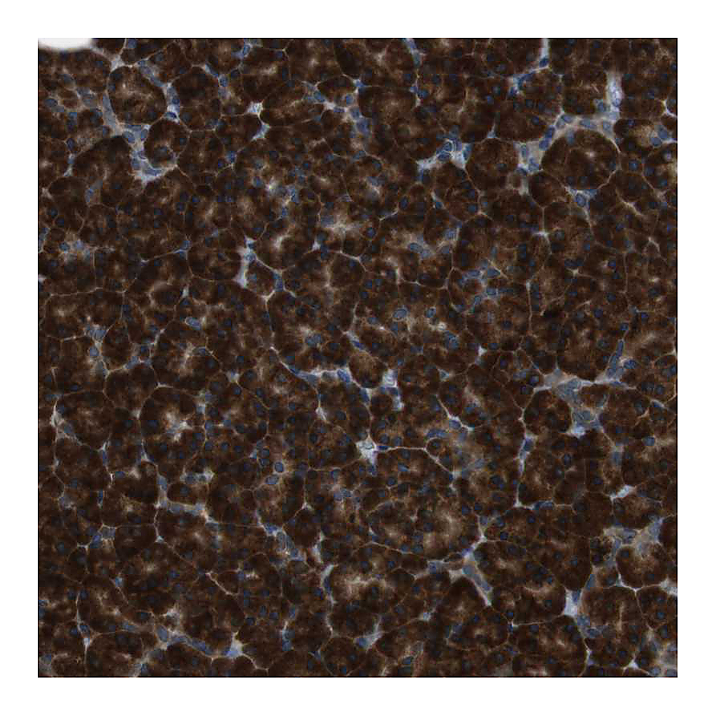 Atlas Antibodies Anti-SSR3 Antibody