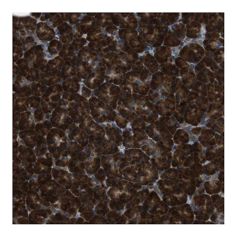 Atlas Antibodies Anti-SSR3 Antibody