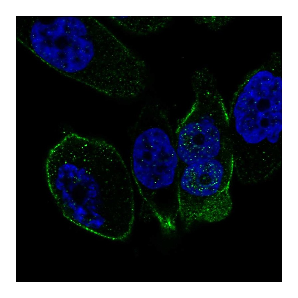 Atlas Antibodies Anti-SSTR5 Antibody