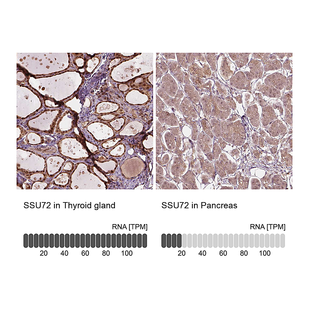 Atlas Antibodies Anti-SSU72 Antibody