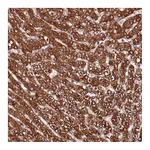 Atlas Antibodies Anti-ST3GAL1 Antibody