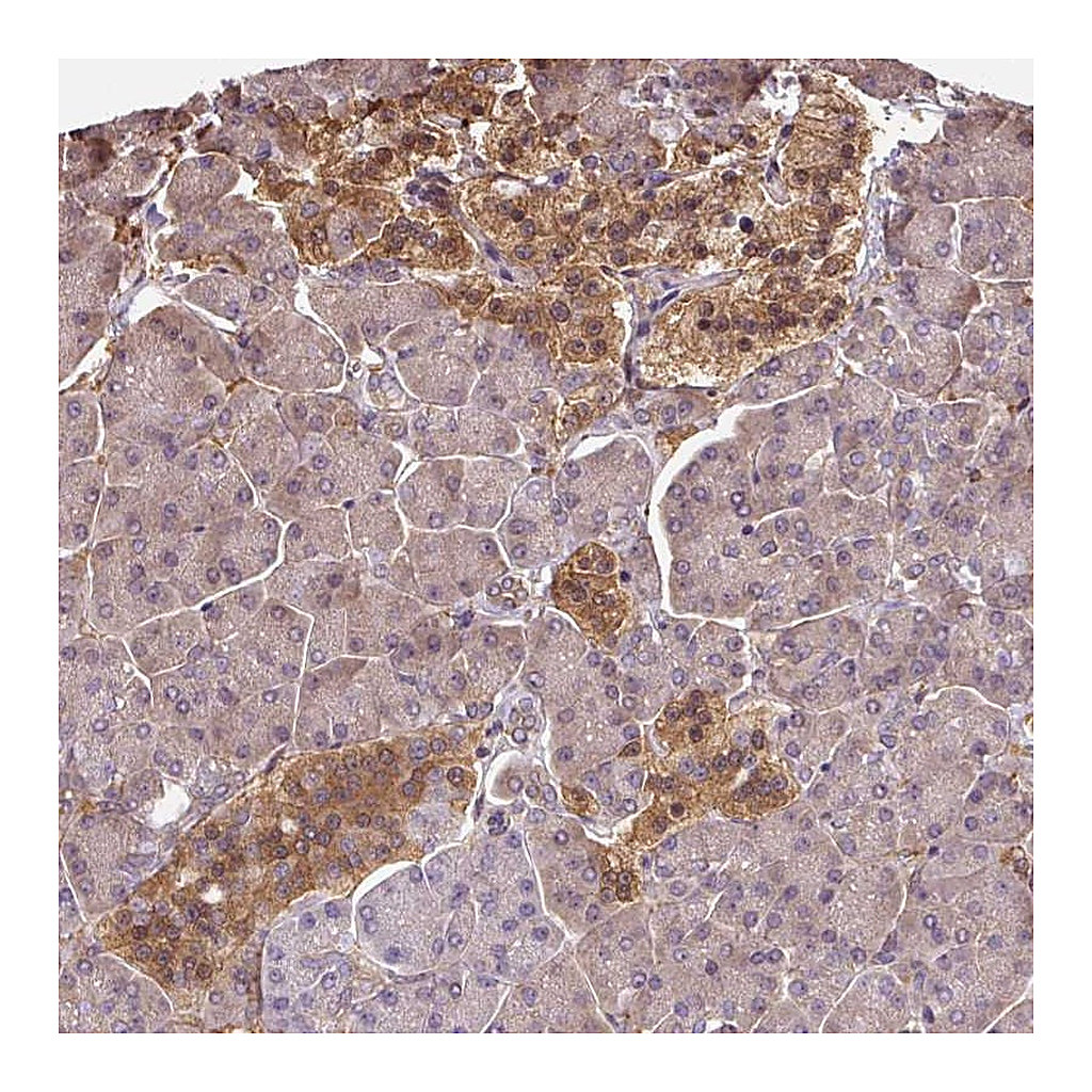 Atlas Antibodies Anti-ST13 Antibody