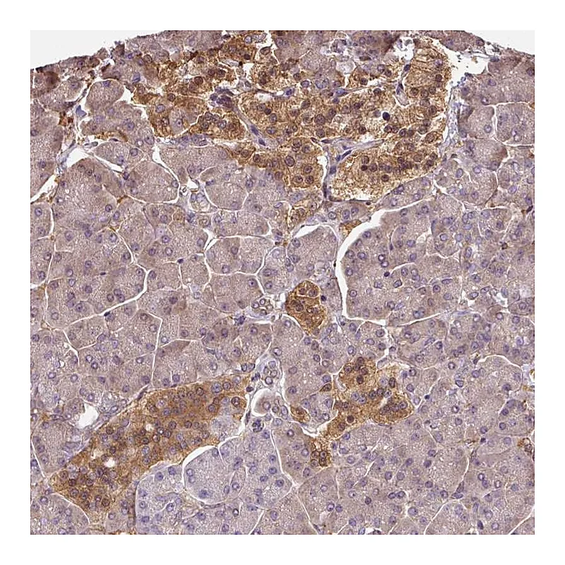 Atlas Antibodies Anti-ST13 Antibody