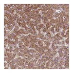 Atlas Antibodies Anti-ST3GAL3 Antibody
