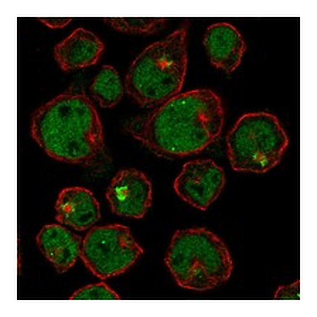 Atlas Antibodies Anti-ST6GALNAC1 Antibody