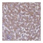 Atlas Antibodies Anti-ST3GAL6 Antibody