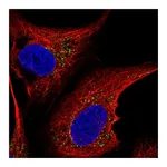 Atlas Antibodies Anti-ST6GALNAC5 Antibody