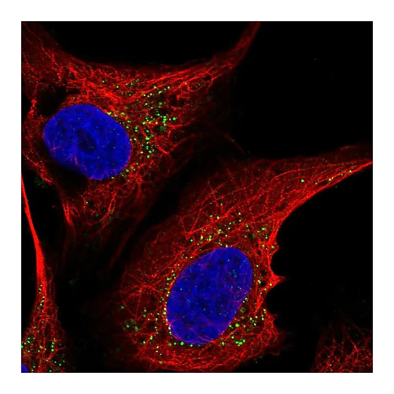 Atlas Antibodies Anti-ST6GALNAC5 Antibody