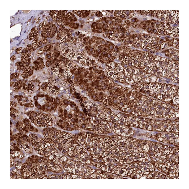Atlas Antibodies Anti-ST7 Antibody