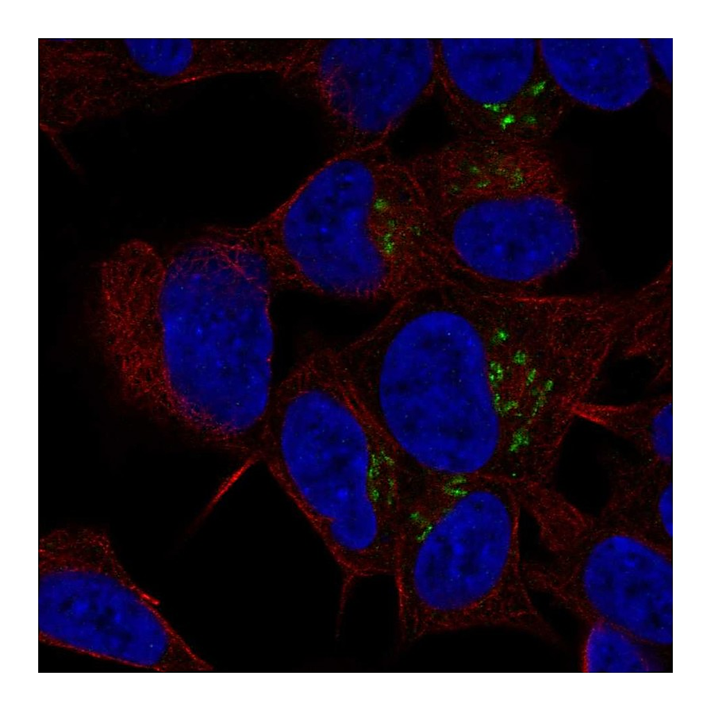 Atlas Antibodies Anti-ST8SIA3 Antibody