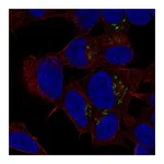 Atlas Antibodies Anti-ST8SIA3 Antibody