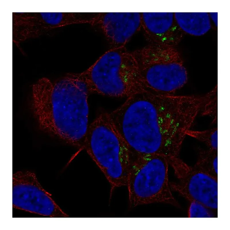 Atlas Antibodies Anti-ST8SIA3 Antibody