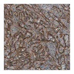Atlas Antibodies Anti-STAB1 Antibody