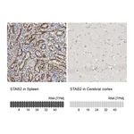 Atlas Antibodies Anti-STAB2 Antibody