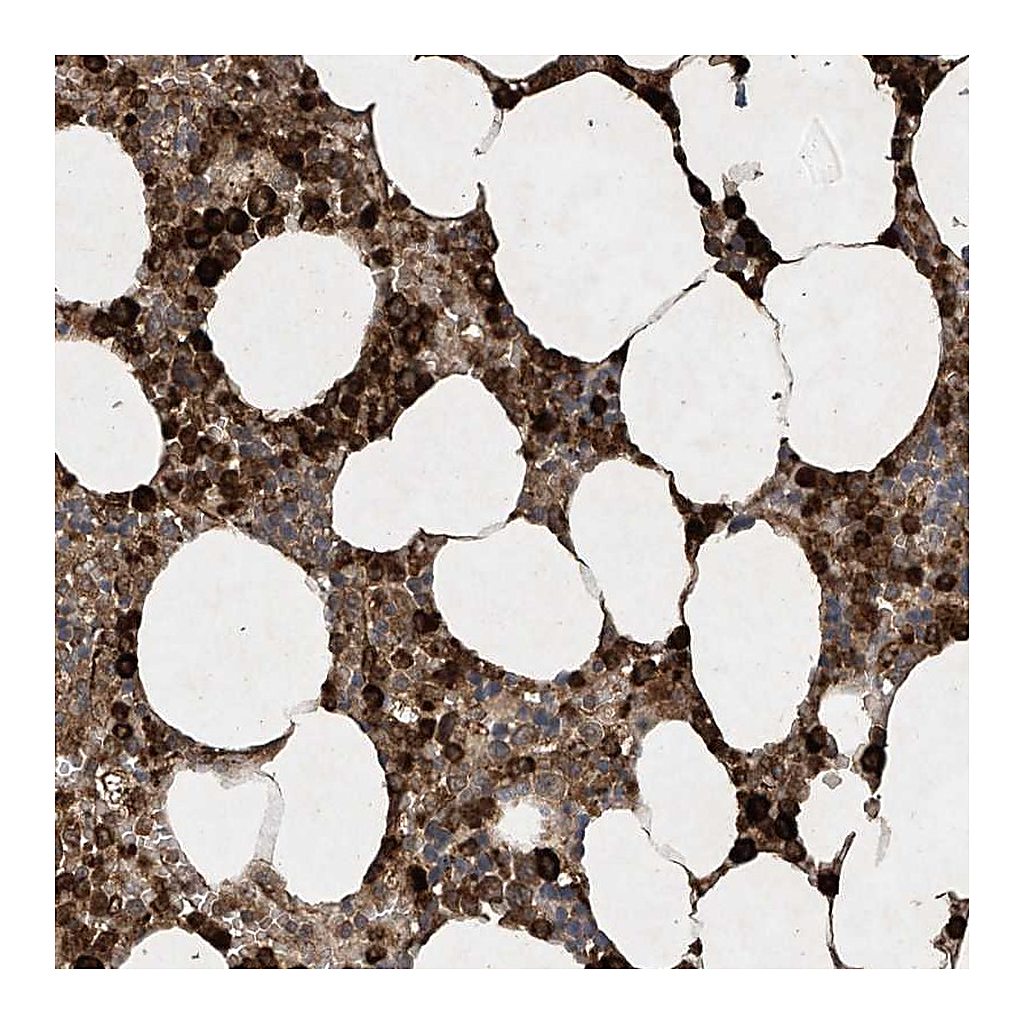 Atlas Antibodies Anti-STAC Antibody