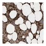 Atlas Antibodies Anti-STAC Antibody