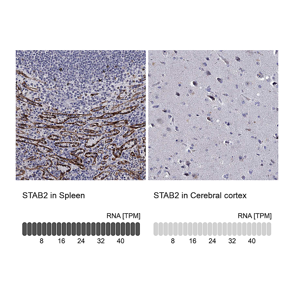 Atlas Antibodies Anti-STAB2 Antibody